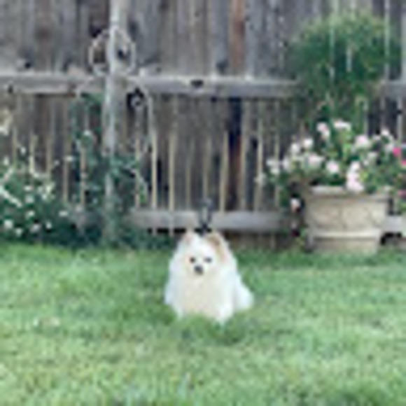 Meet your Posher, Cj - Picture 1 of 1